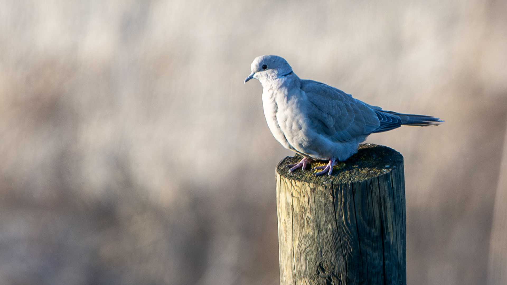 Eurasian Collared-Dove